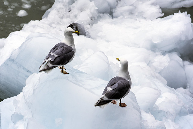Gulls on the Ice