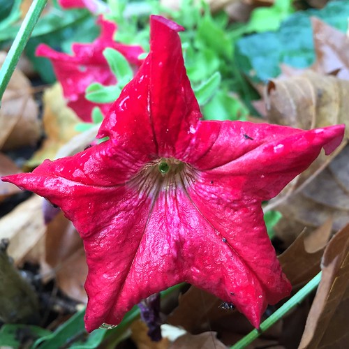 Red Star | by ikilledkenny1029