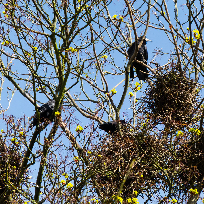 Rooks guarding their nests, Wyken