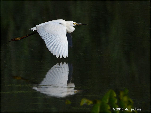 Great Egret, Birds of John Heinz Wildlife Refuge