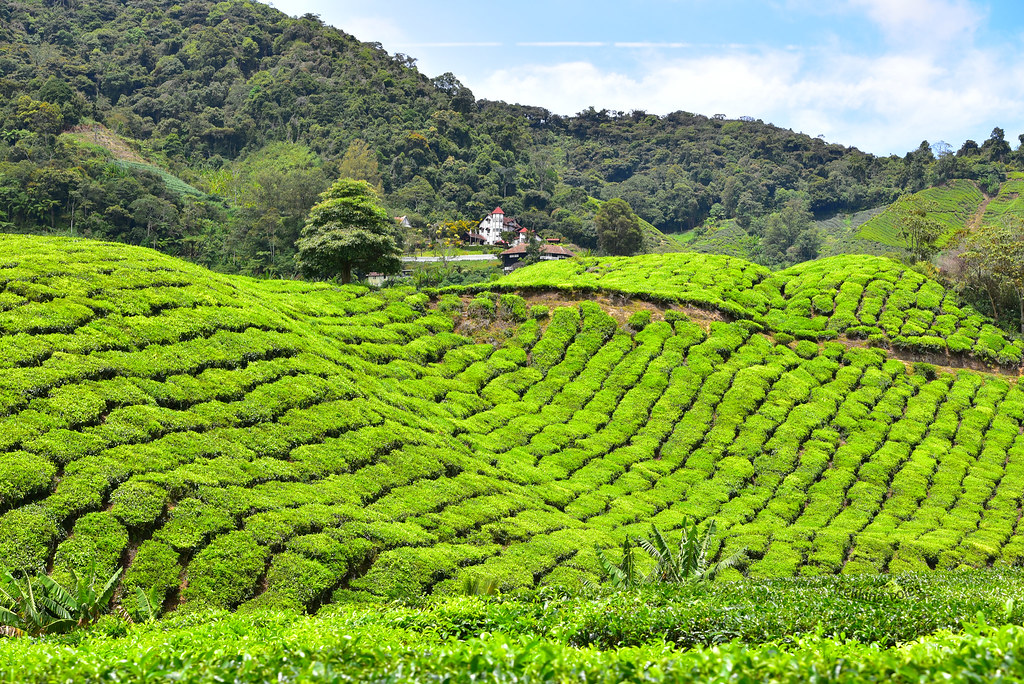 Steeped in History and Flavor: The Story of No 1 Assam Tea