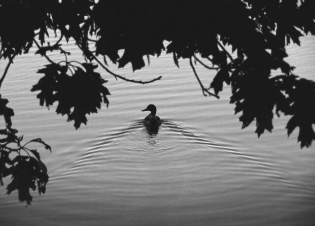 Duck in Lake Quannapowitt; Wakefield, MA (2016)