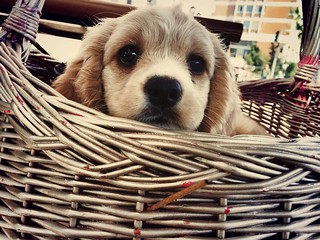 puppy in basket | by Liza Chudnovsky