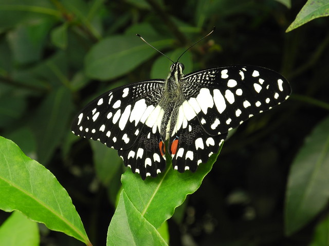 Butterfly landing