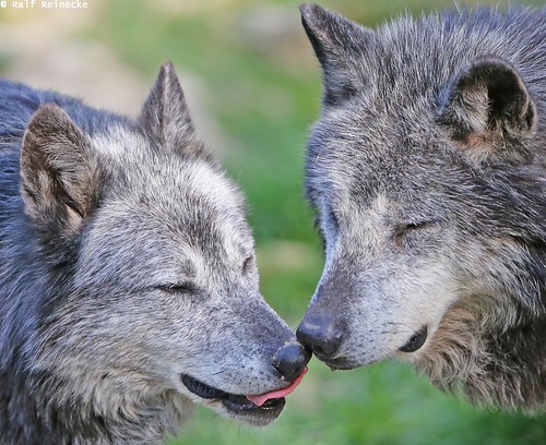 Eastern Wolf - Parc Animalier de Sainte-Croix April 2015 3… | Flickr
