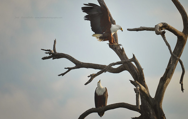 Fish Eagles : A mate for life
