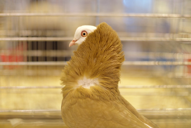 A sophisticated chicken - Salon de l'agriculture 2015