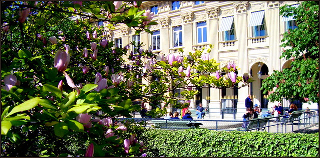Magnolia in the Palais Royal