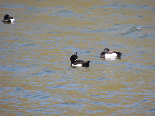 Tuffed Duck | by frankhodgson29