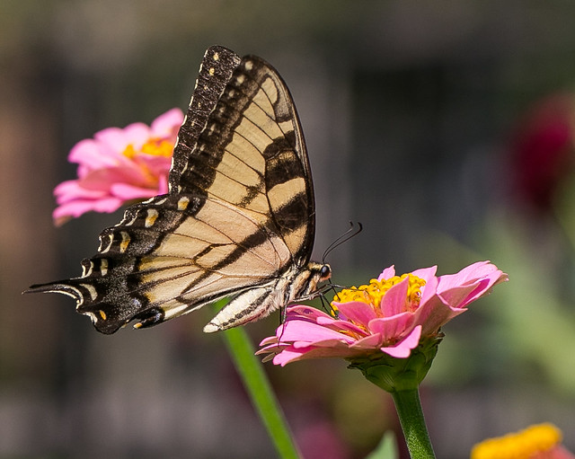 Swallowtail butterfly-2 in our flower garden - macro