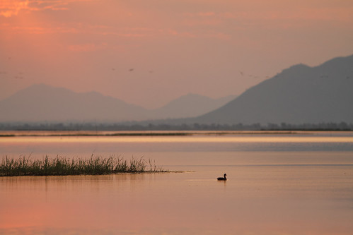 africa sunset terrain sun bird nature weather animal duck scenery dusk hills malawi lakechilwa