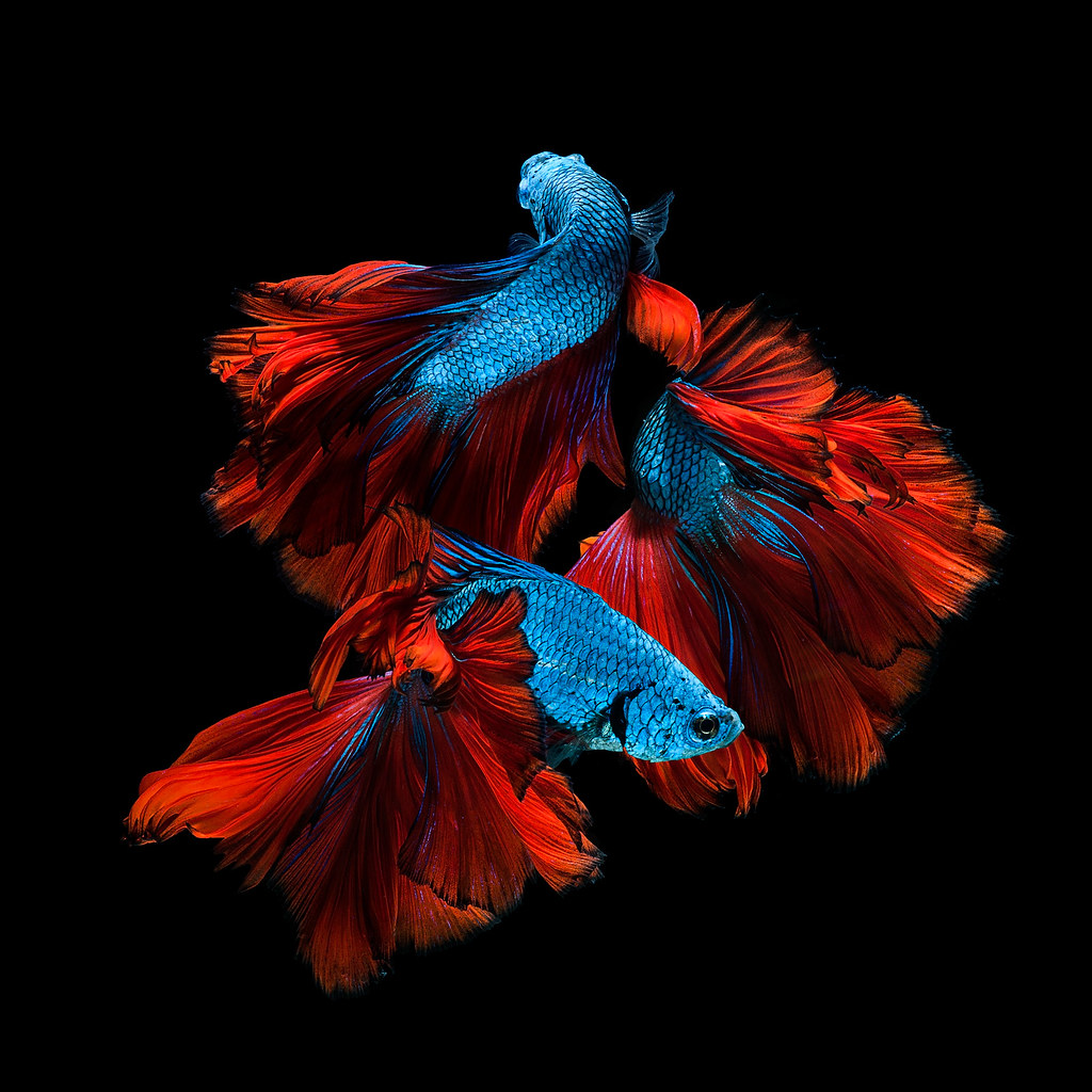 Red-blue siamese fighting fish | Capture the moving moment o… | Flickr