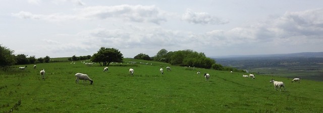 Shorn, the sheep along the South Downs Way