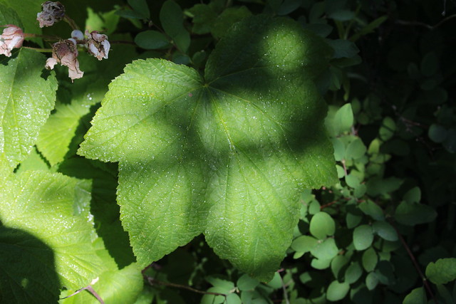 Morning dew on a thimbleberry leaf