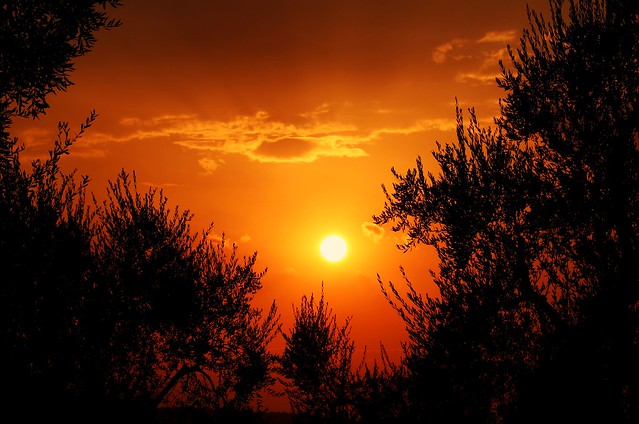 SUNSET BETWEEN THE OLIVE TREES