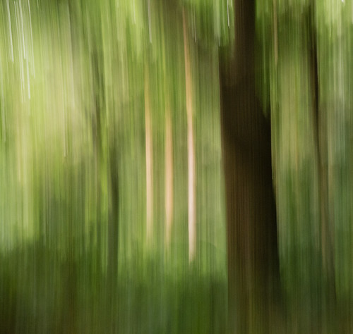 224 2016-366 A walk in the woods | by graber.shirley