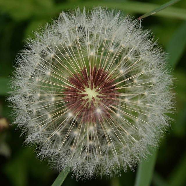 Inside view of a Dandelion Seed Head