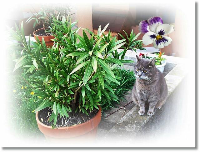 BAZSI cat feels the Spring (:-Bazsi cica érzi a tavaszt...(: