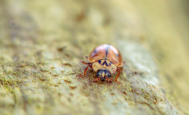 Baby Ladybug ♥
