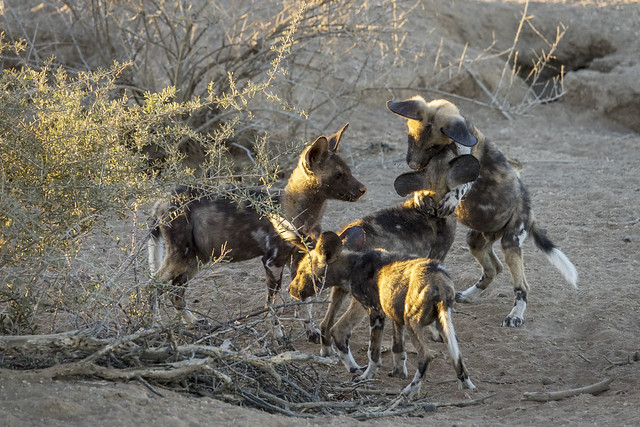 Young wild dogs