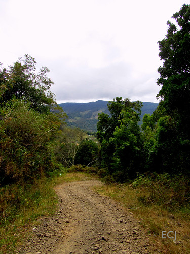 camino vegetación naturaleza rural campo ladera pendiente colina montaña curva soledad caminata