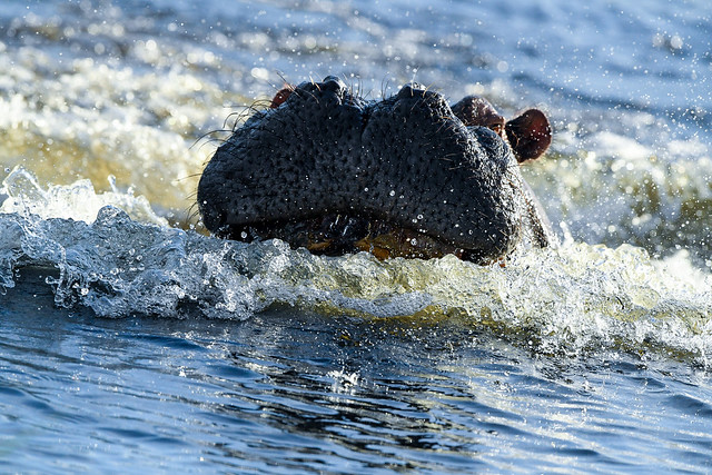 Hippopotamus - Kubu (Hippopotamus amphibius)