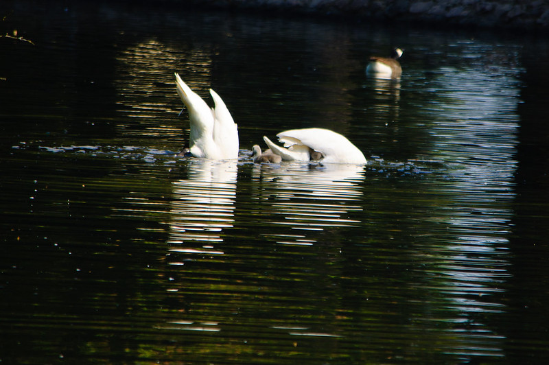 Swans feeding, two cygnets nearby