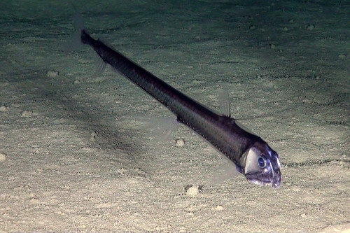 Viperfish Rov EUO © OCEANA ROV Viperfish (Chauliodus sloani) | Sloane's vi… | Flickr