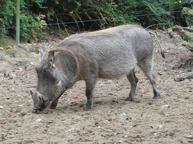 Warzenschwein, Burgers Zoo