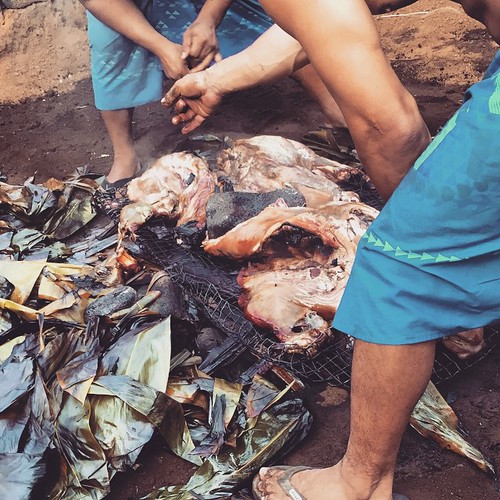 #kvphawaii Hello Pork! Digging up roast pig for @RoyalKonaResort luau. NOM!