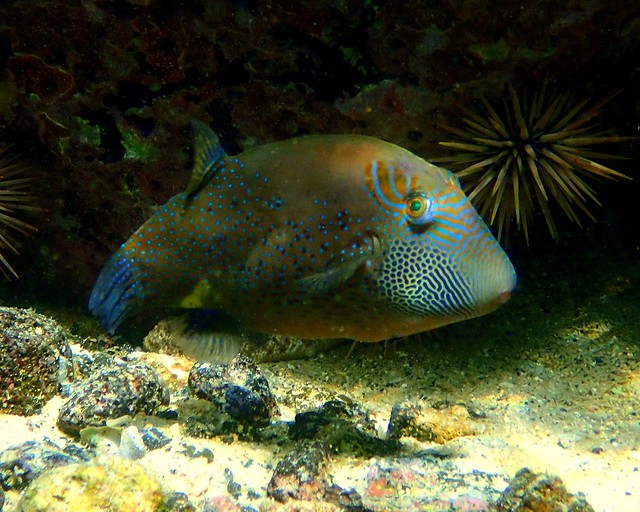 Ambon Toby (Canthigaster amboinensis)