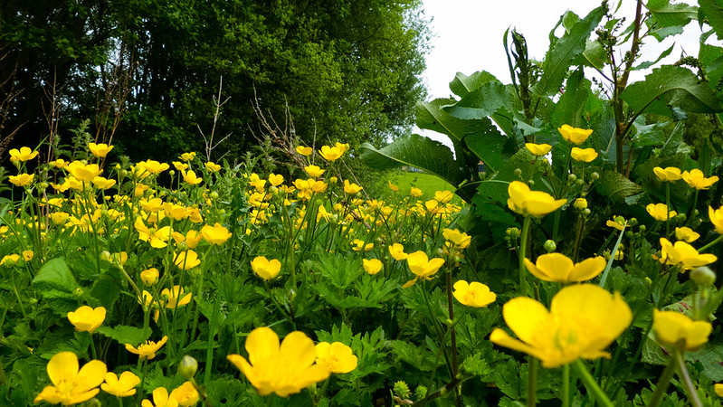 Host of golden ... buttercups