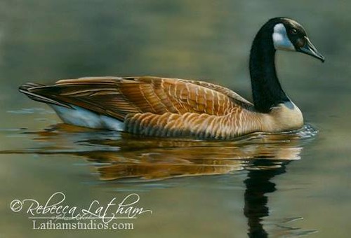 Warm Glow - Canada Goose, 9in x 12in, opaque and transparent watercolor on board, ©Rebecca Latham Hope you enjoy! ..share if you like. #art #painting #miniatureart #watercolor #realism #wildlifeart #wildlife #artoftheday #handpainted