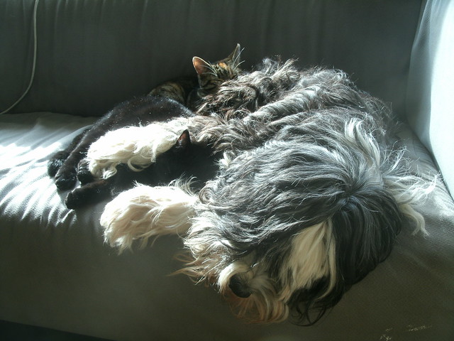 Dogs and cats taking a nap together.