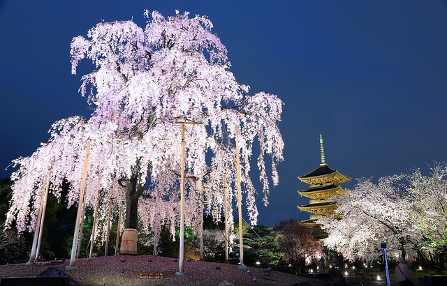 遙望  ~Night light-up ShidareSakura 不二桜 and Five-story pagoda 五重塔  @ To-ji , Kyoto 京都 東寺~