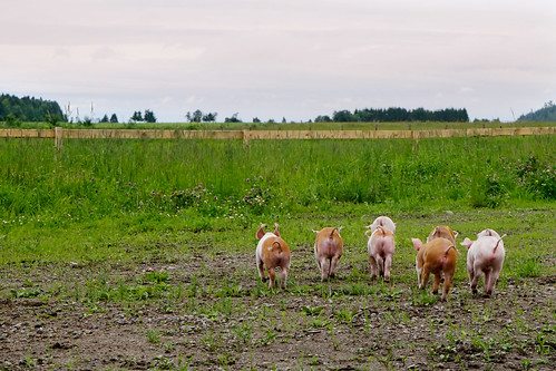 pink animal pigs animaux extérieur ferme cochons littledoglaughedstories