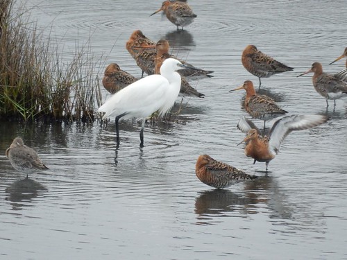 Yes, yes egrets With godwits - or were they wotnots? Brockenhurst to Lymington
