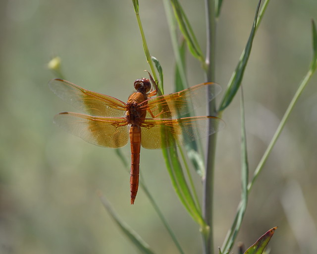 Mexican amberwing / Perithemis intensa