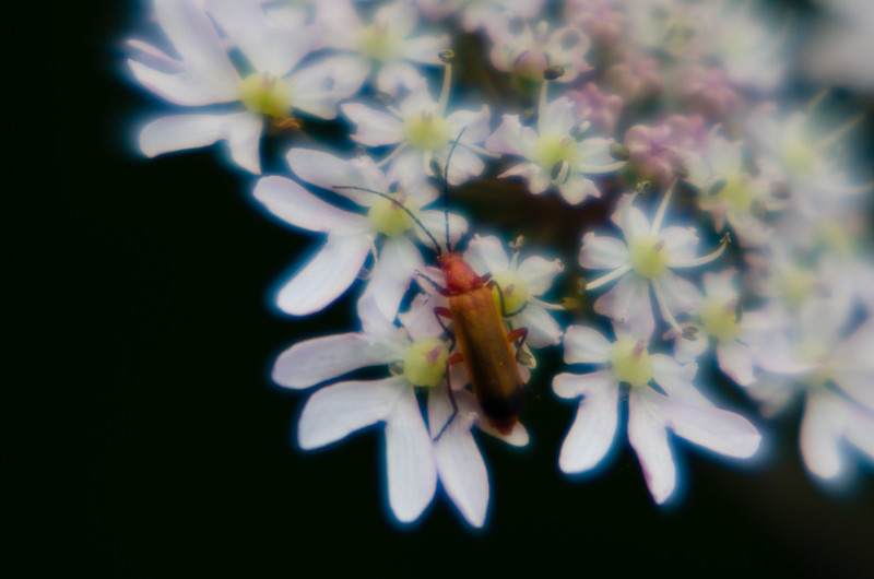 Cardinal beetle on hemlock flowers
