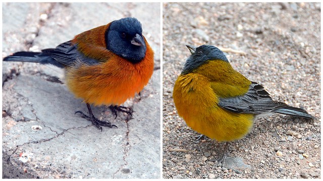 Sur notre lieu de pique-nique, nos miettes tombent dans le bec de ces oiseaux (des Phrygiles de Patagonie)...