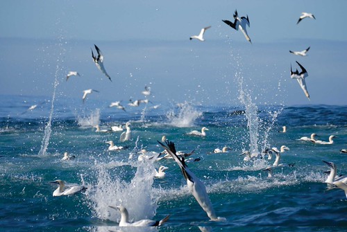 Sardine Run