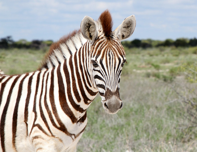 A young zebra in Etosha National Park, Namibia