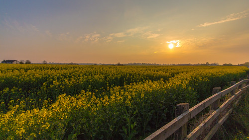 uk sunset sky sun flower field yellow canon fence landscape eos unitedkingdom glenn april northernireland friday 1018 rapeseed hff 2015 tandragee amazingsunset countyarmagh cartmill 650d amazinglandscape