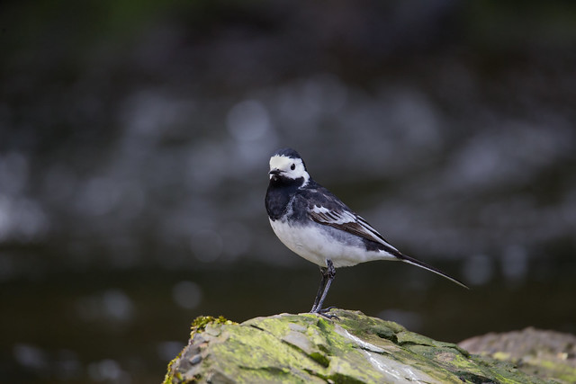 CJW_9529 pied wagtail