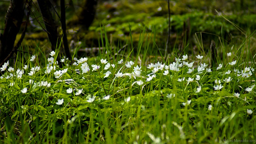 flowers white green nature spring may