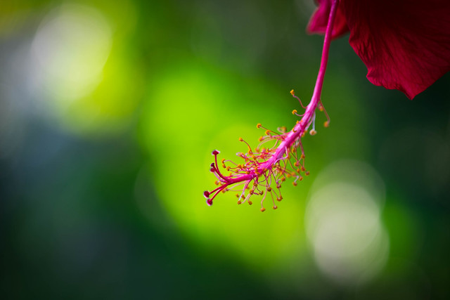 Hibiscus flower, Vietnam