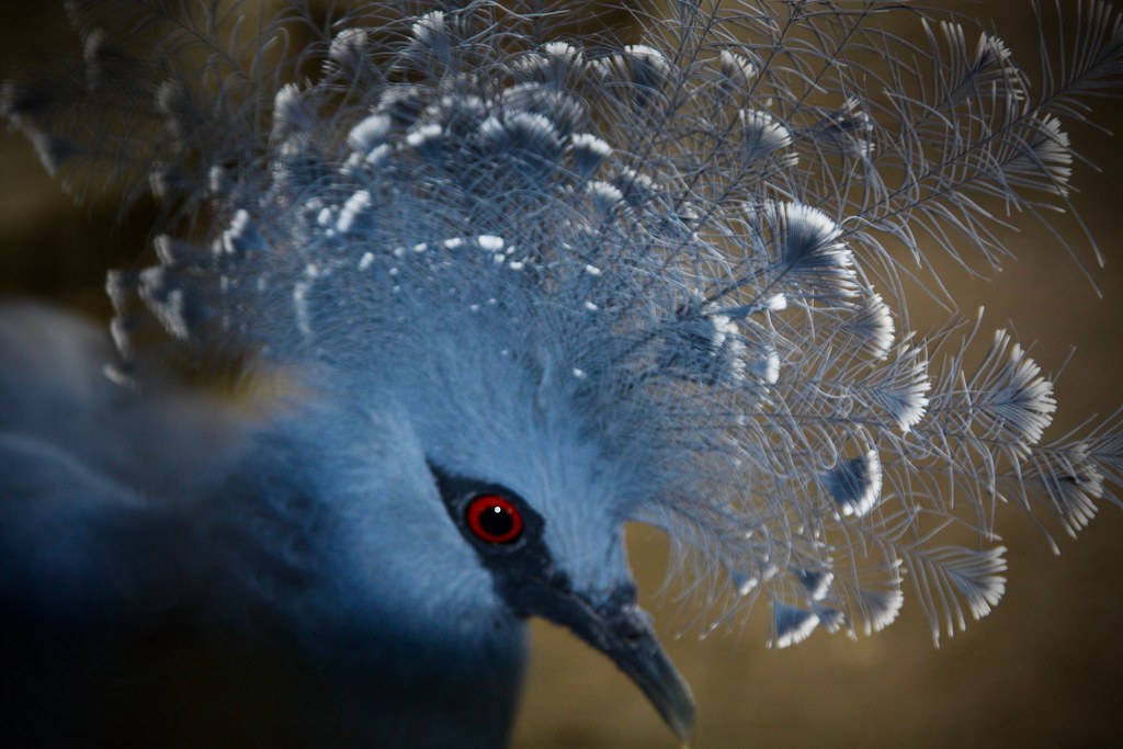 Victoria crowned pigeon (Pigeon couronné occidental)