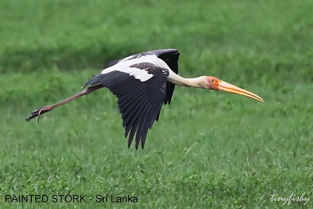 (444a) Near Threatened Painted Stork -  [ Bundela National Park, Sri Lanka ]