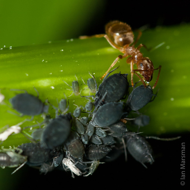 Ant with aphids