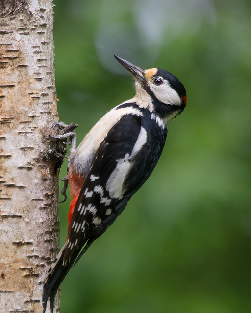 Woody the Woodpecker